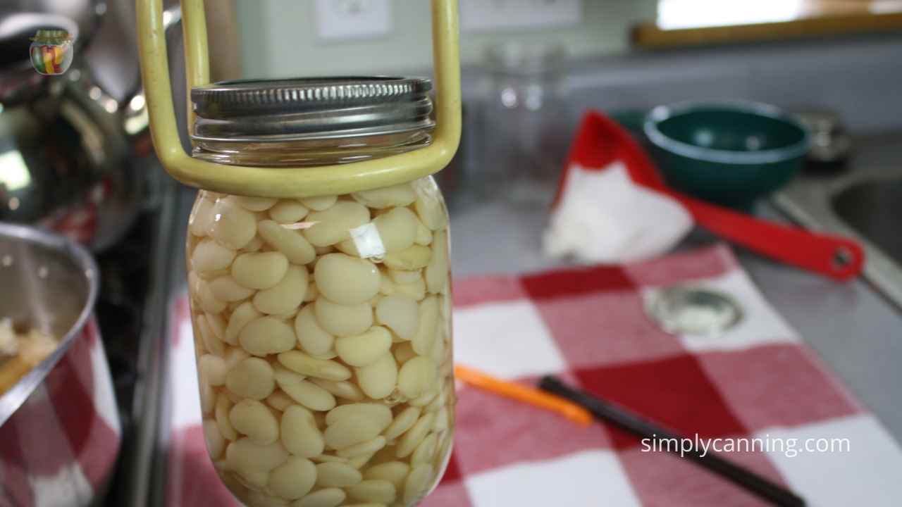 Pint jar of lima beans being held up by a canning jar lifter, ready to go in the canner. 