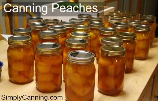 Rows and rows of quart jars filled with peaches and sitting on the kitchen countertop.