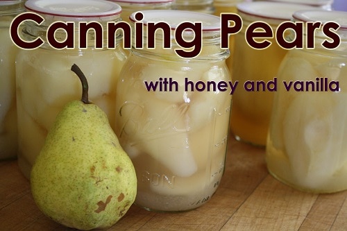 canning pears