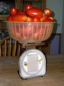 Weighing tomatoes using a postage scale.