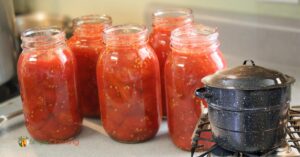 Filling quart jars with red tomatoes.