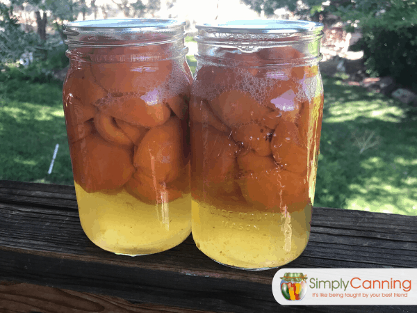 Apricots floating in the canning jars.