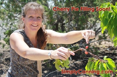 Sharon standing on top of a ladder and pointing to a cherry on the tree.