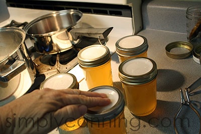 Placing reusable canning lids on jars of corn cob jelly.