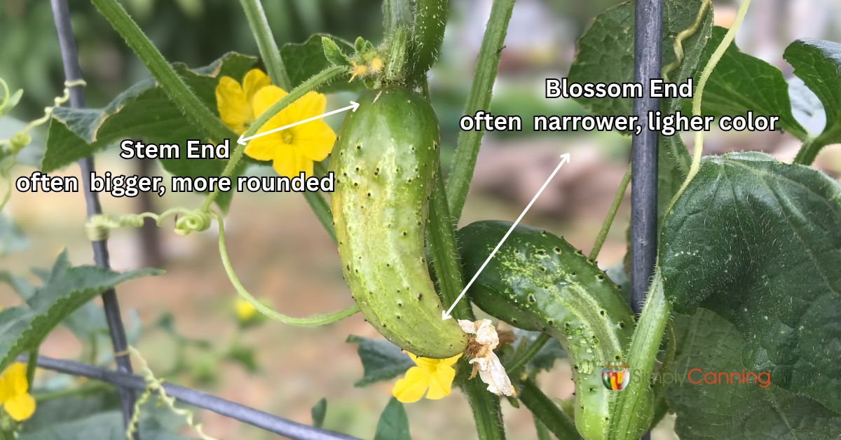 Small pickling cucumber with stem and blossom ends labeled.