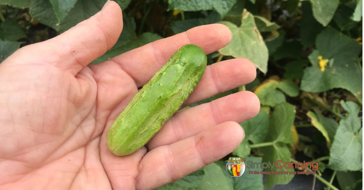Sharon's hand holding a perfect size pickling cucumber.