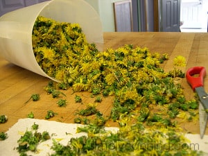 Lots and lots of dandelion flowers poured all over the countertop.