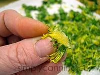 Yellow dandelion petals for making jelly.