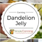 dandelion jelly pin