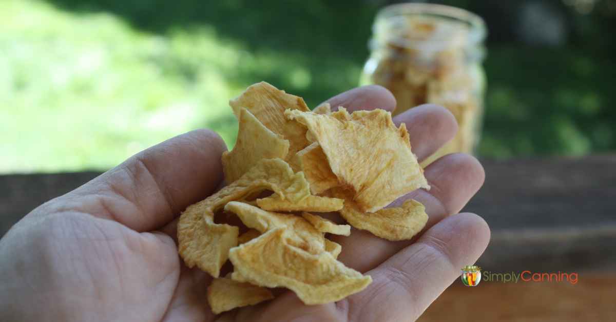 Holding a handful of dehydrated apples with the jar in the background.