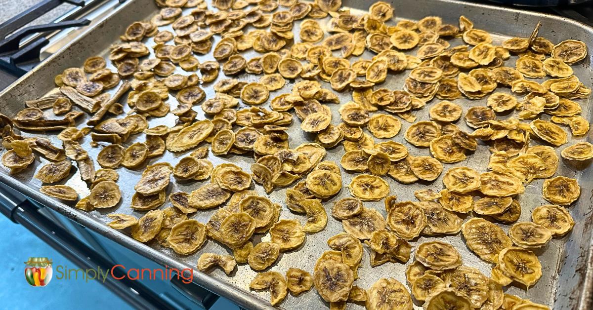 Dried bananas spread out on a large cookie sheet.