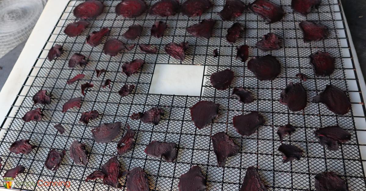 Shriveled pieces of dried beets on a dehydrator tray.