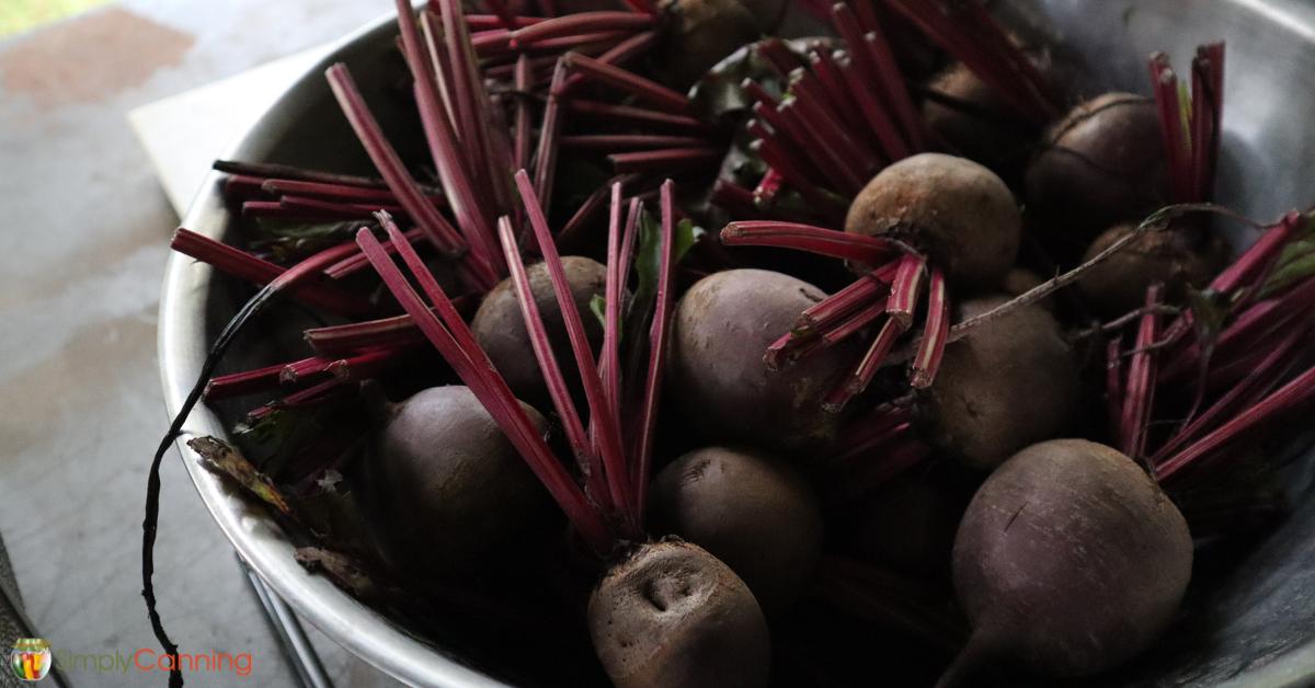 A bowl of fresh whole beets with stem pieces still attached.