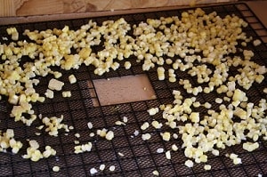 dehydrating corn on trays