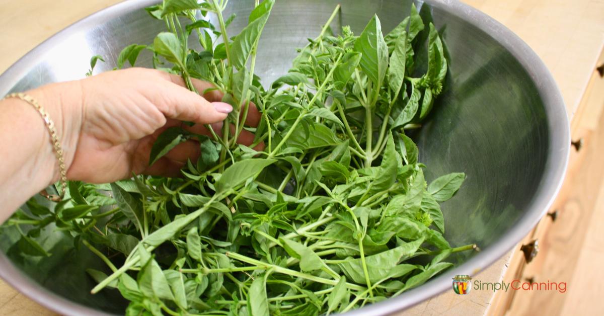 Fresh cut basil in a large stainless steel bowl ready to be air dried.