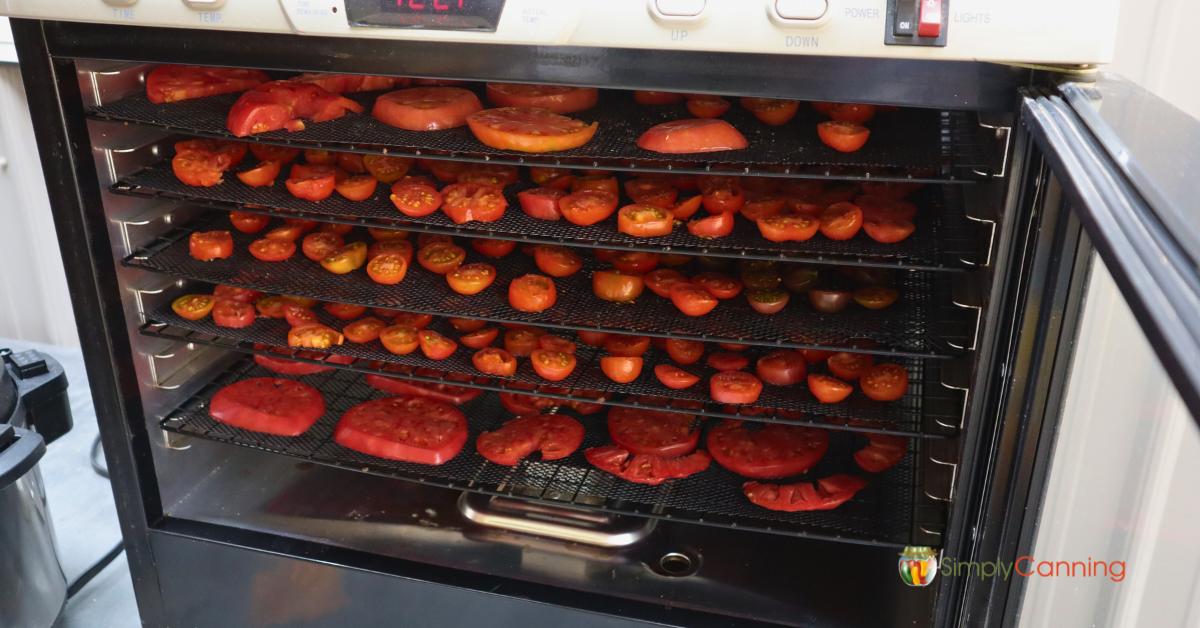 Electric Dehydrator filled with sliced tomatoes of various sizes, ready to be dehydrated.