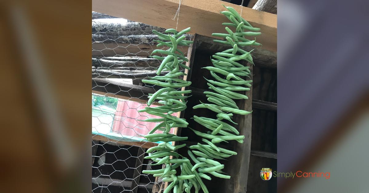 Fresh picked green beans strung on a string and hanging in the greenhouse for drying to leather britches.