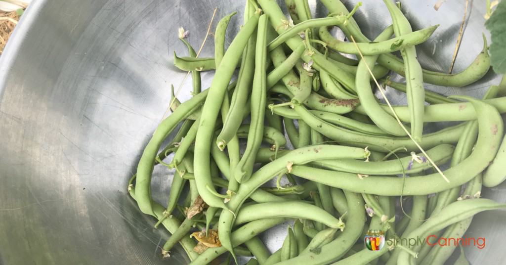 A bowl of freshly picked green beans in the garden.