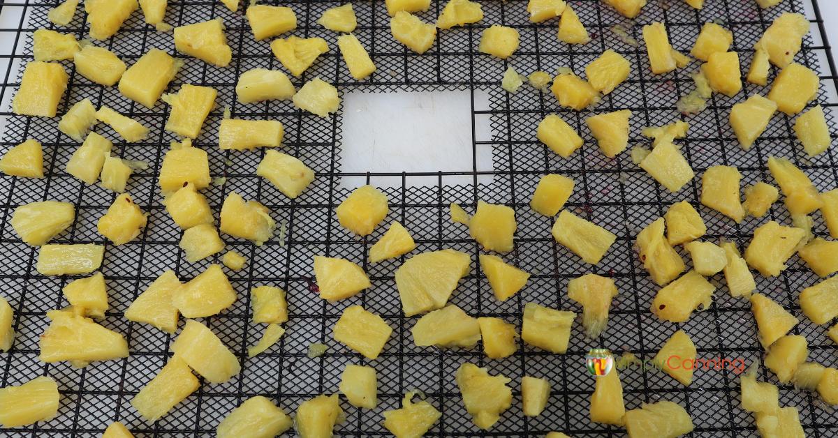 Square dehydrator tray with a black mesh cover, loaded with pineapple chunks ready for dehydrating.