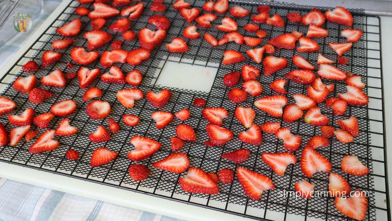 Square dehydrator tray with sliced strawberries ready to go in the dehydrator. 