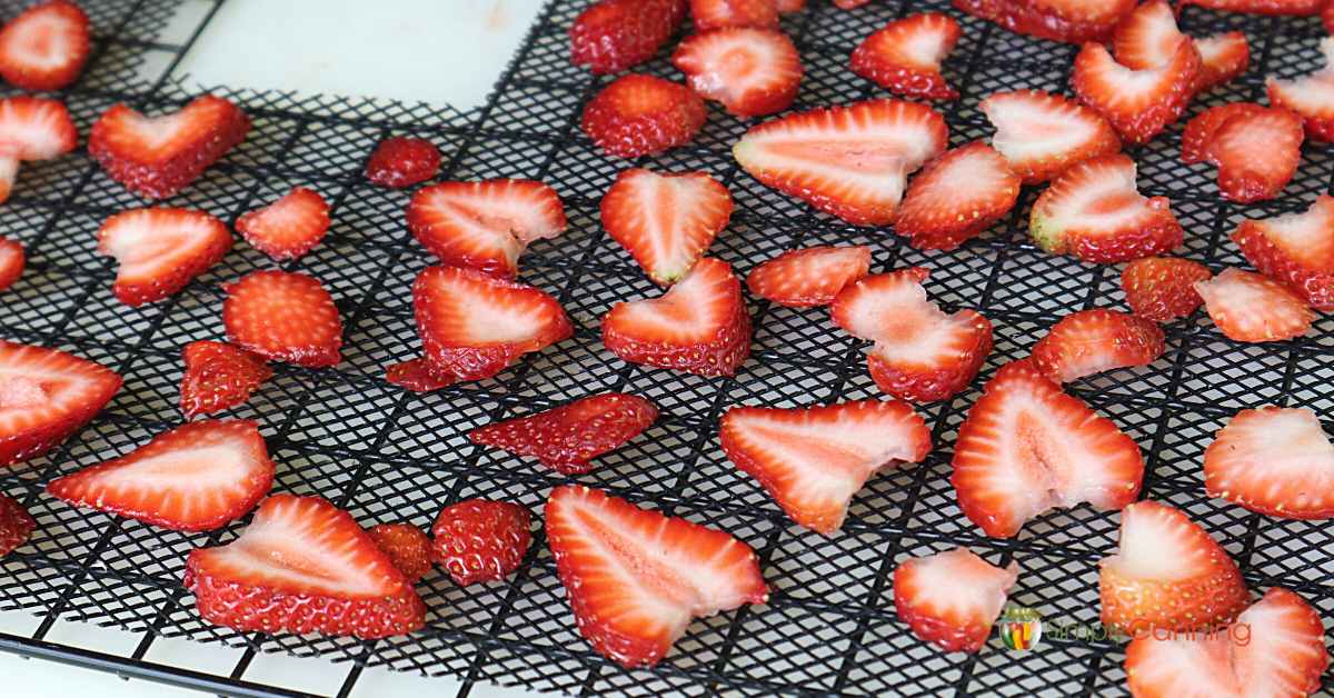 Sliced strawberries on a black mesh dehydrator tray, ready for dehydrating. 