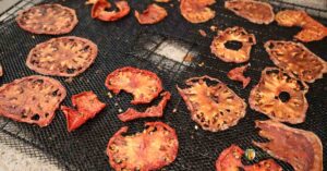 Dried tomato slices on the dehydrator trays.
