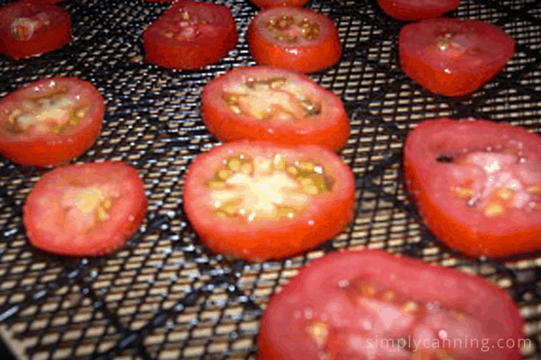 Slices of juicy red tomatoes layered on a dehydrator tray.