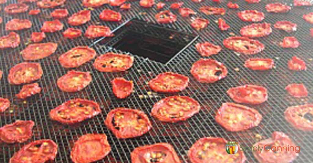 Dried tomato slices on the dehydrator trays.