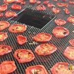 Dried tomato slices on the dehydrator trays.