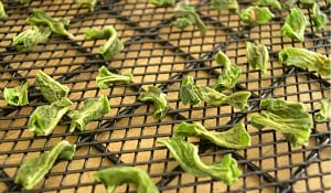 dehydrating vegetables green beans-4