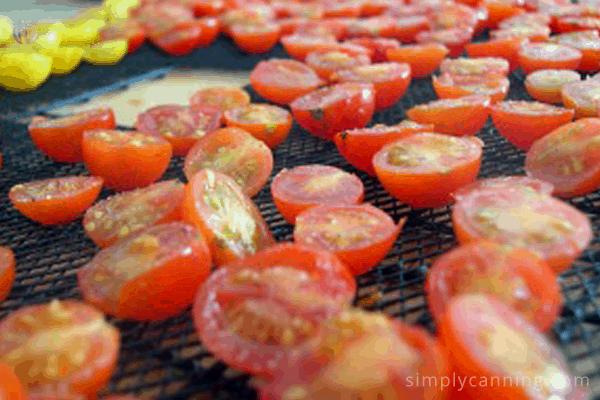 Halved red and yellow cherry tomatoes on dehydrator trays.