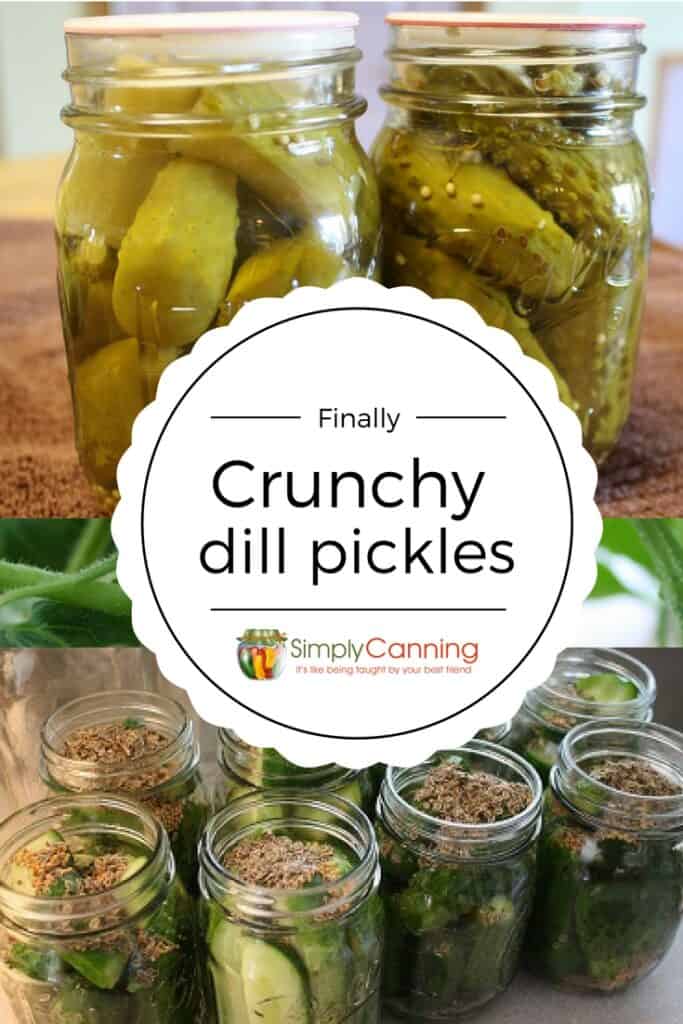 Finally, crunchy dill pickles!