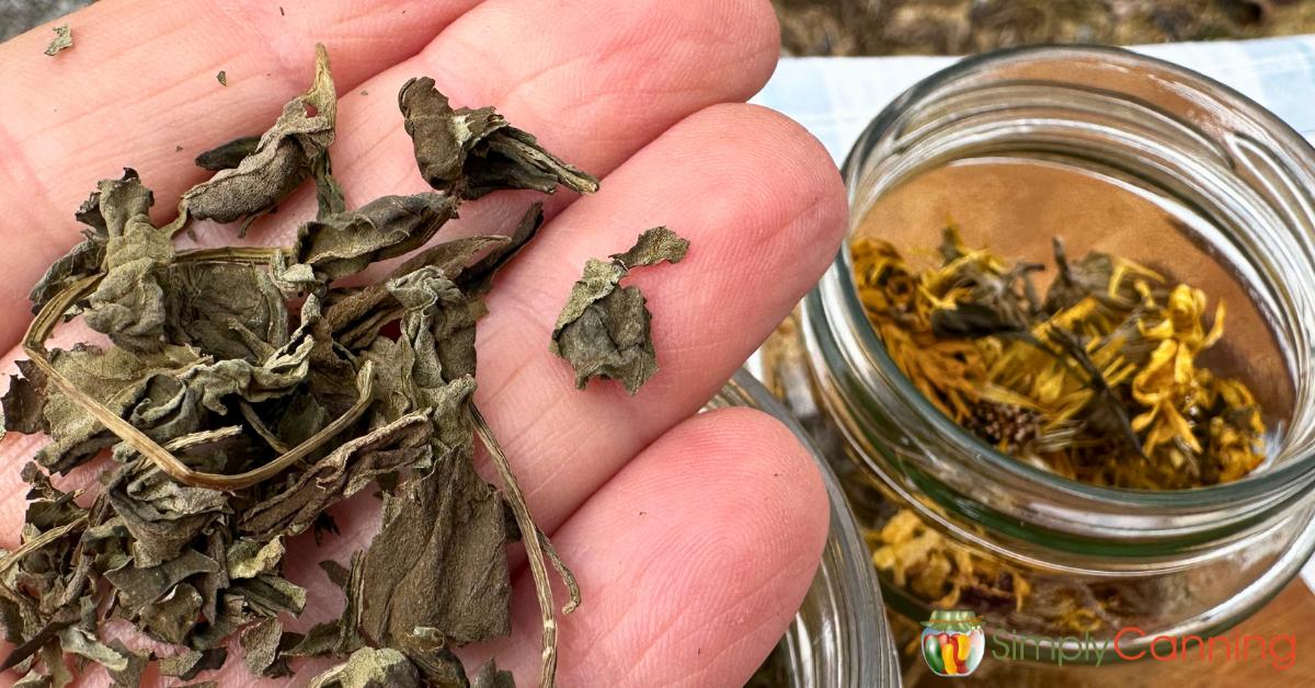 Holding dried basil with a jar of dried calendula to the side.