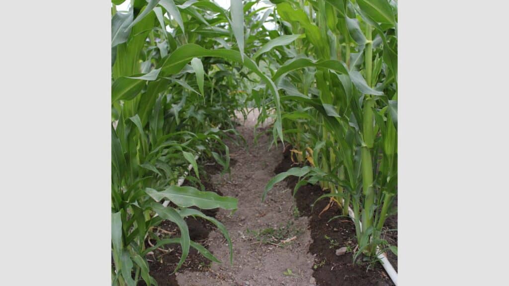 Tall corn stalks with drip irrigation watering them from the ground.