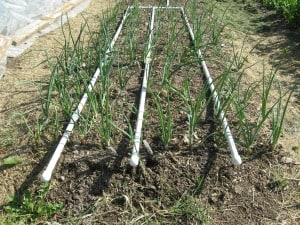 Onions growing in between rows of drip irrigation PVC pipe.