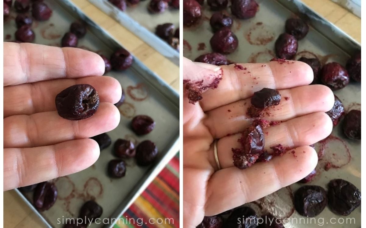Sharons hand holding freeze dried cherries showing how they break when fully dried. 
