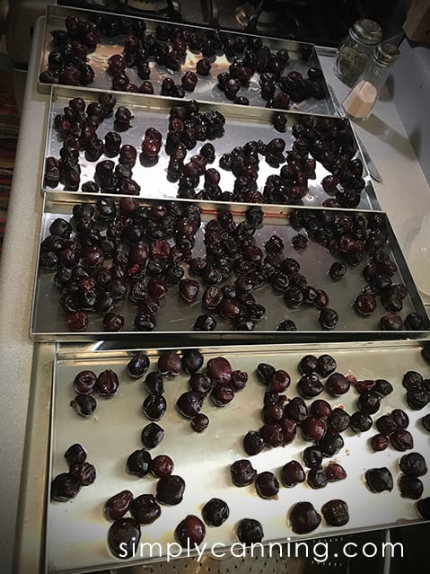 Large cherries scattered over four freeze dryer trays.