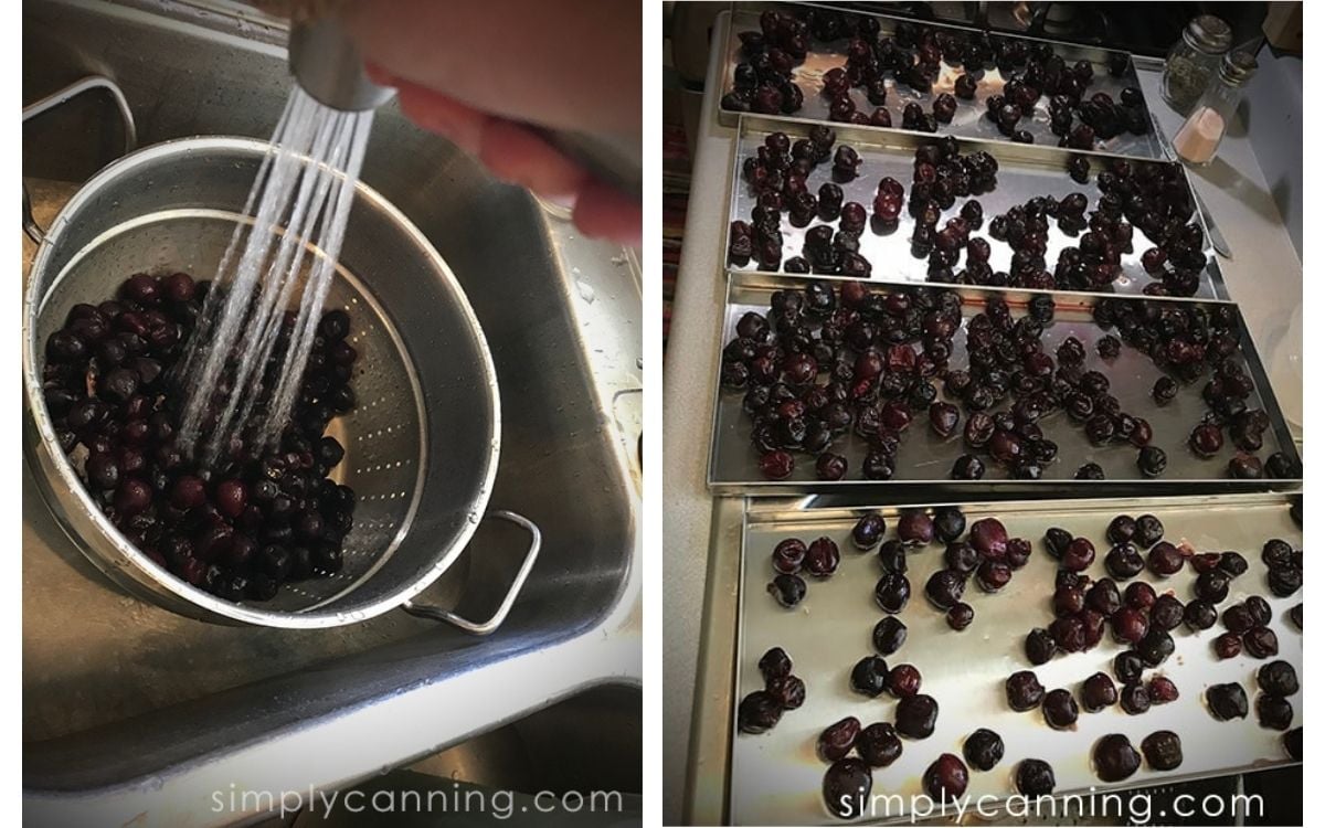 Rinsing cherries and laying them out on freeze dryer trays.