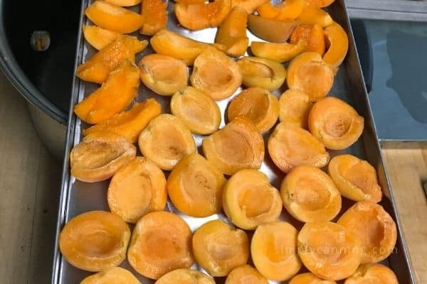 freeze drying apricots