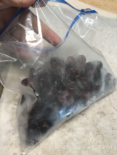 Packing frozen cherries into freezer bags.