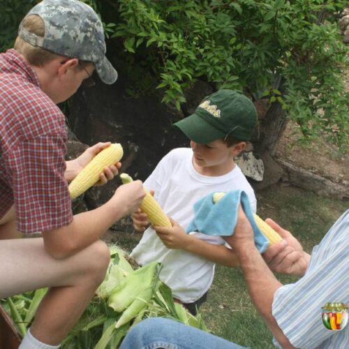 My husband and sons shucking corn in the yard.