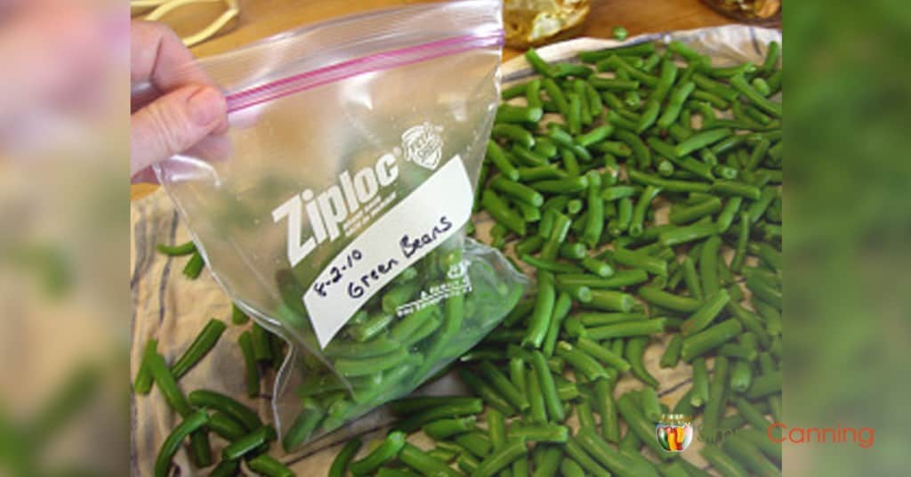 Packing blanched green beans into a freezer bag.