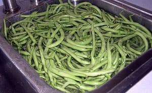 freezing green beans