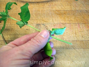 Holding a stem of herbs.