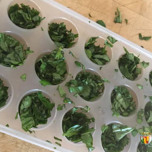 An icecube tray filled with chopped fresh herbs.