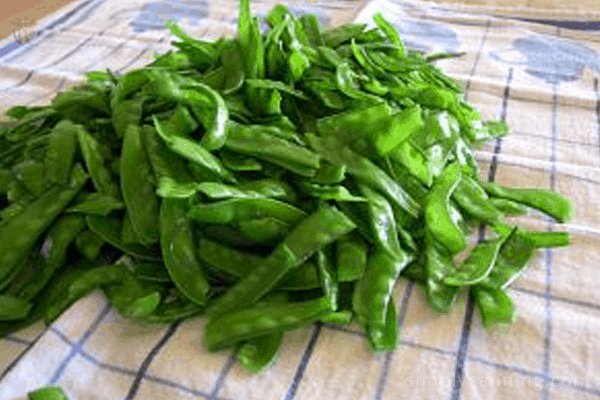 Blanched peas drying off in a towel.