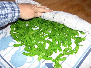 Rolling whole blanched peas in a towel to dry them off.