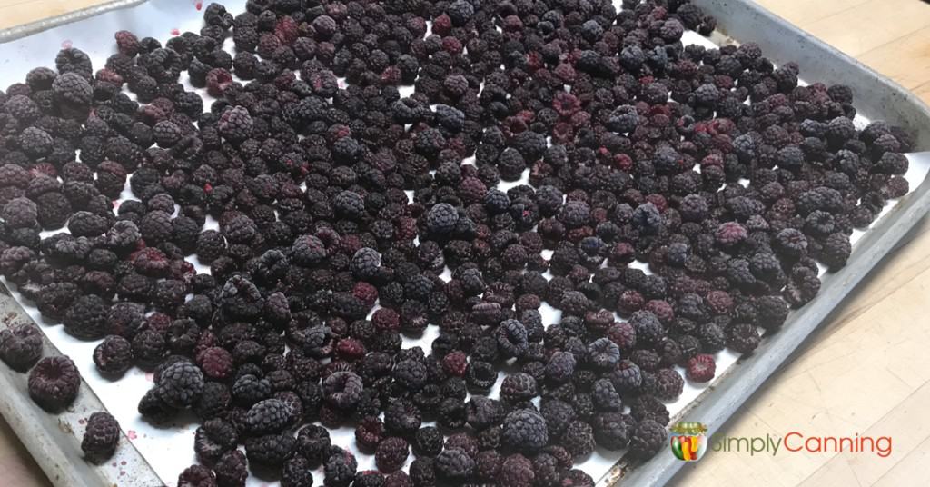 Fresh black raspberries layered over a freezer paper lined cookie sheet.