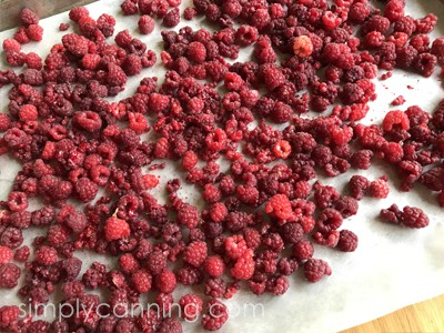 Fresh red raspberries layered evenly over a sheet of white freezer paper.