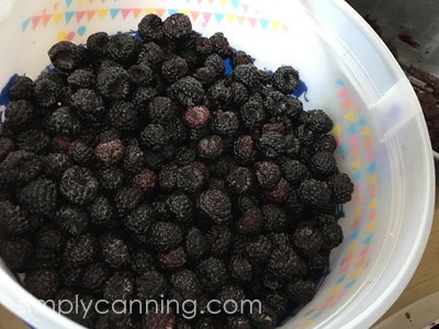 A bucket filled with plump black raspberries.